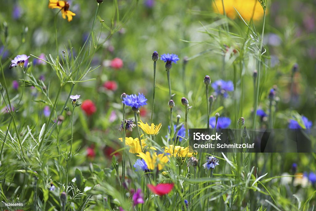 Prato estivo con fiori fioriture mais blu - Foto stock royalty-free di Aiuola