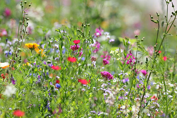 lato łąka - flower blumenwiese meadow flower head zdjęcia i obrazy z banku zdjęć