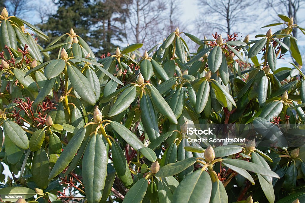 Magnolia grandiflora - Photo de Capitule libre de droits