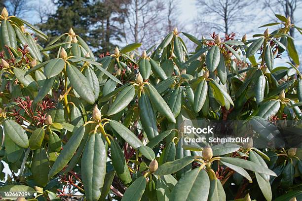 Photo libre de droit de Magnolia Grandiflora banque d'images et plus d'images libres de droit de Capitule - Capitule, Fleur - Flore, Flore