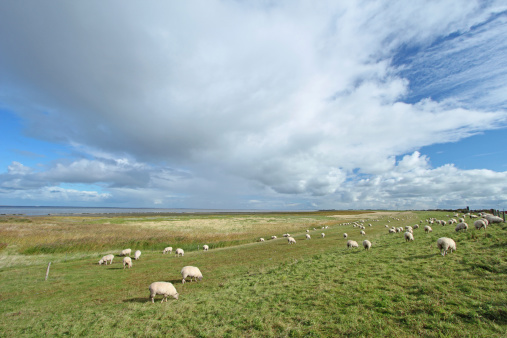 Grazing sheeps on a dyke at the North Sea, East Frisia, Lower Saxony, Germany
