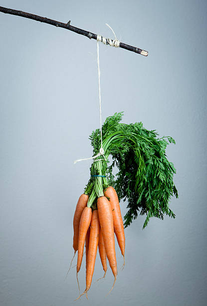 A bunch of carrots attached to a stick stock photo