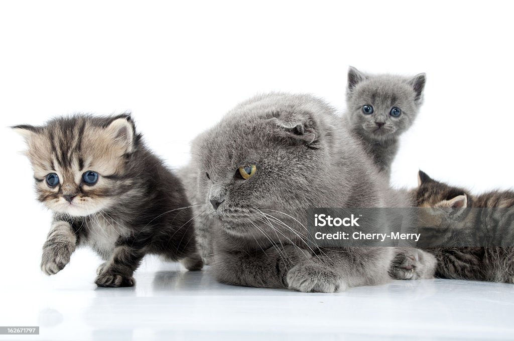 Mãe de gato com que os gatinhos - Foto de stock de Andar royalty-free