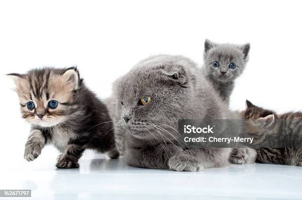 Foto de Mãe De Gato Com Que Os Gatinhos e mais fotos de stock de Andar - Andar, Animal, Animal de estimação