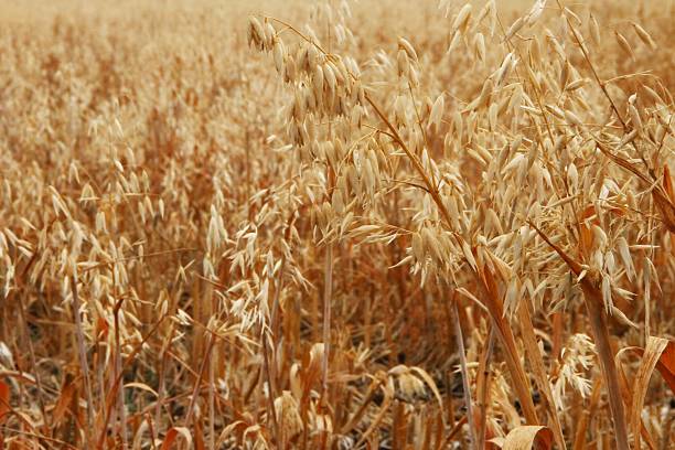 avena feild barba incolta - wyreema foto e immagini stock