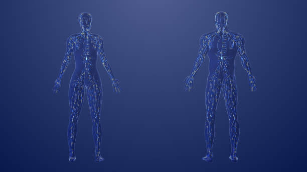 3d anatomia męskiego i żeńskiego układu limfatycznego - lymph node zdjęcia i obrazy z banku zdjęć