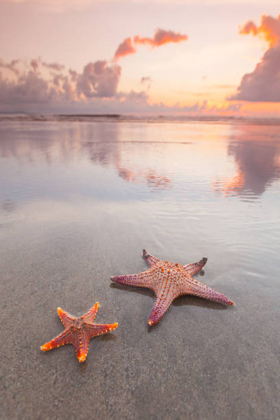 istock Two starfish on sea beach at sunset 1626730600