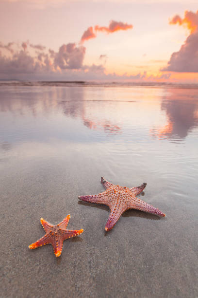Two starfish on sea beach at sunset stock photo