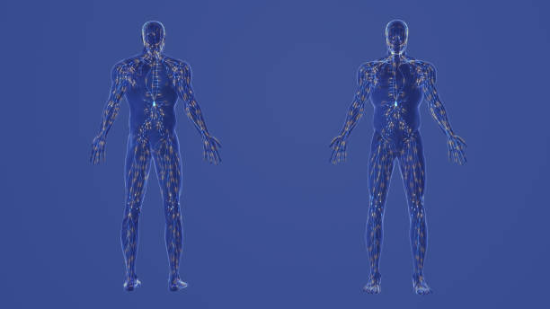 anatomia ludzkiego układu limfatycznego 3d - lymph node zdjęcia i obrazy z banku zdjęć