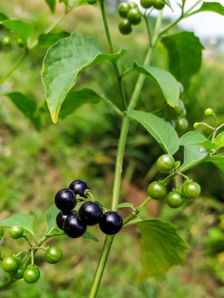Black nightshade (Solanum nigrum) berry fruit grow wild Close up black nightshade (Solanum nigrum) berry fruit grow wild in the field solanum nigrum stock pictures, royalty-free photos & images