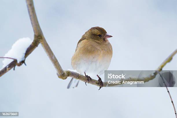 Fêmea Tentilhão - Fotografias de stock e mais imagens de Animal selvagem - Animal selvagem, Ao Ar Livre, Ave canora