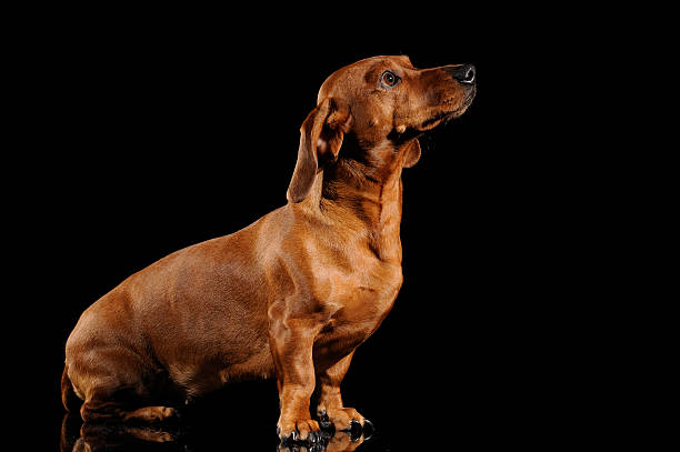 istock brown dachshund dog isolated over black background 162673664