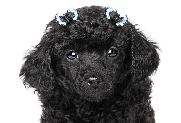 istock Toy poodle close-up portrait 162674024