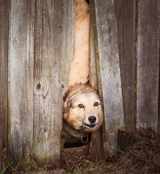 istock Angry dog look at outside 162674039