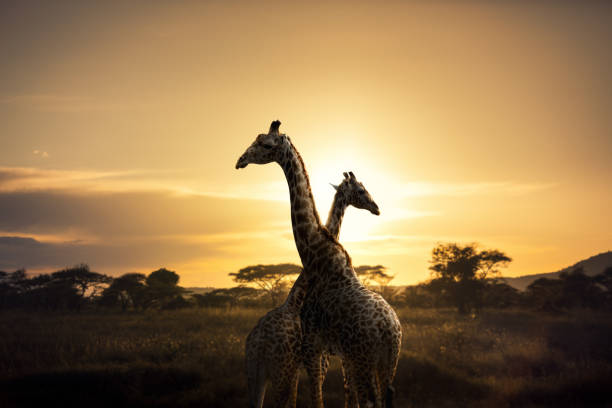 istock African Giraffes At Sunset 1626746172