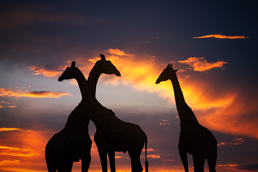 Silhouettes of giraffes at sunset.
