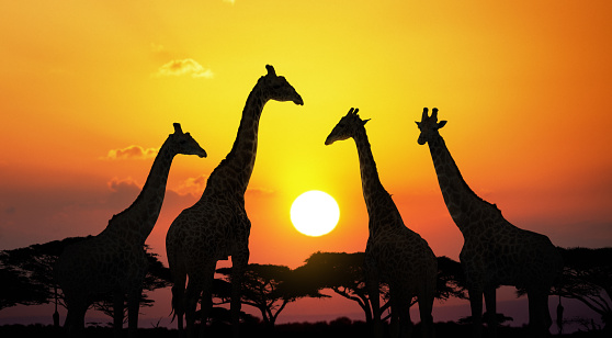 Silhouettes of giraffes in Africa at sunset.