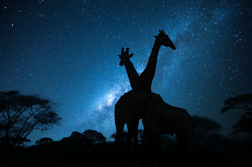 Silhouette of two giraffes under starry sky in Serengeti national Park, Tanzania.