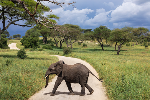 Elephant in Tarangire National Park crossing the road.