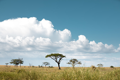African savannah with typical trees (umbrella thorn acacia). Serengeti National Park, Tanzania, Africa.