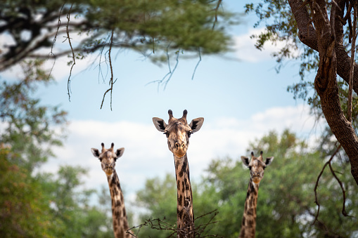 Curious giraffes looking from the bush.