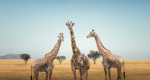 Three giraffes in Serengeti national Park, Tanzania.