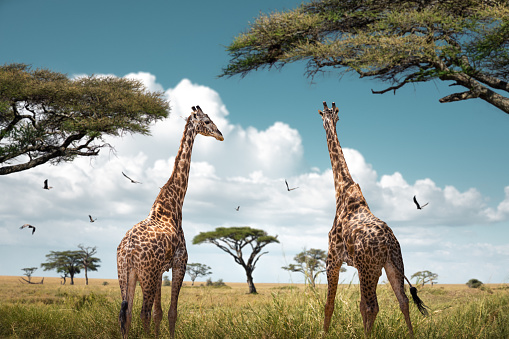 Two giraffes in Serengeti national Park, Tanzania. Group of vultures are flying in the background.