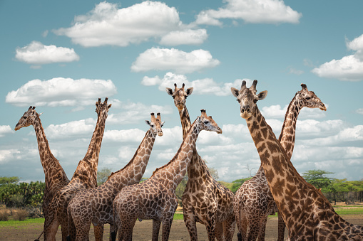 Group of giraffes in Serengeti national park