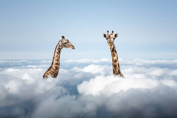 istock Giraffes Above The Clouds 1626746669