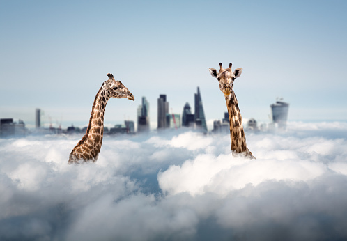 Two curious giraffes looking out from the clouds and wondering where they are.