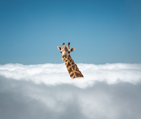 Giraffe looking out from the clouds.