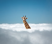 Giraffe Above Clouds