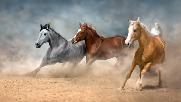 istock Horse herd run in desert 1626753394