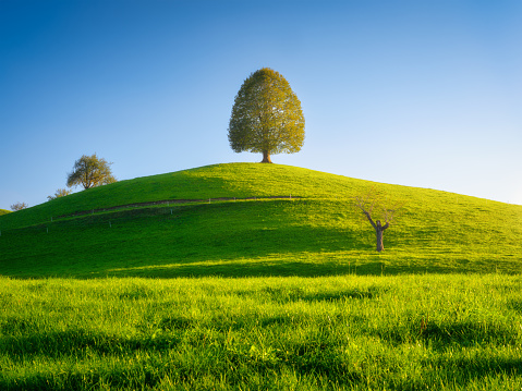 Nature. Tree on top of the hill. Landscape before sunset. Fields and meadows. Natural wallpaper. Agricultural landscape in summer time.