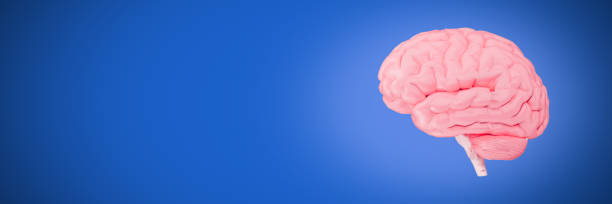 istock Human brain on blue background banner 3d illustration 1626793104