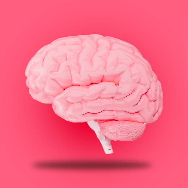 istock Human Brain on Pink background 3D Illustration 1626793141
