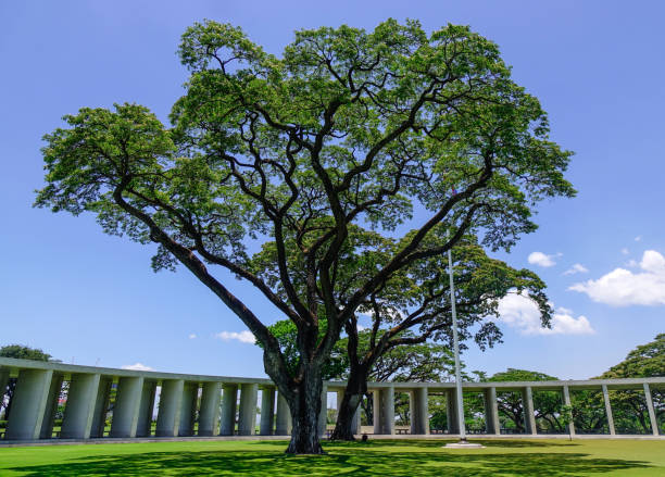 Manila American Cemetery and Memorial Manila, Philippines - Apr 13, 2017. A green tree at Manila American Cemetery and Memorial. The cemetery honors the American and allied servicemen who died in World War II. taguig stock pictures, royalty-free photos & images