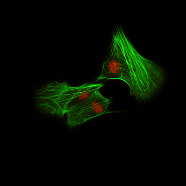 Immunofluorescence Microscopy stock photo