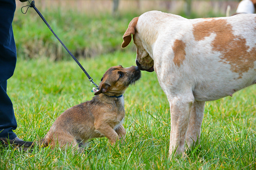 Small dog on lead reaches and sniffs the mouth of large hound that is preparing to go fox hunting as part of a pack of dogs in rural Shropshire UK.