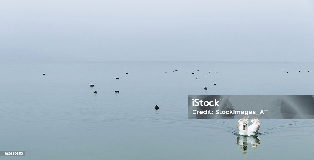 Brown Cisnes a nadar em um lago - Royalty-free Dispersa Foto de stock