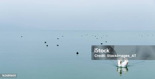 Brown Cisnes A Nadar Em Um Lago - Fotografias de stock e mais imagens de Dispersa - Dispersa, Pato - Ave aquática, Animal