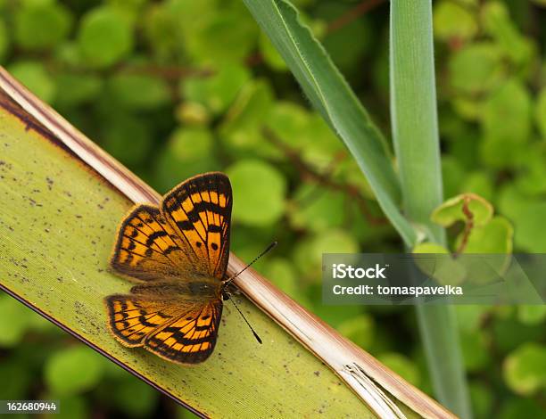 Common Farfalla Di Rame - Fotografie stock e altre immagini di Farfalla - Farfalla, Nuova Zelanda, Ala di animale