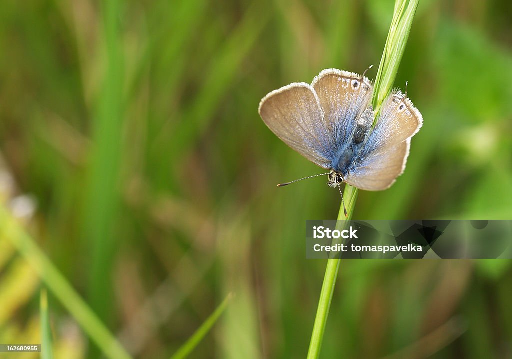 Mariposa azul de cola larga - Foto de stock de Milpiés libre de derechos