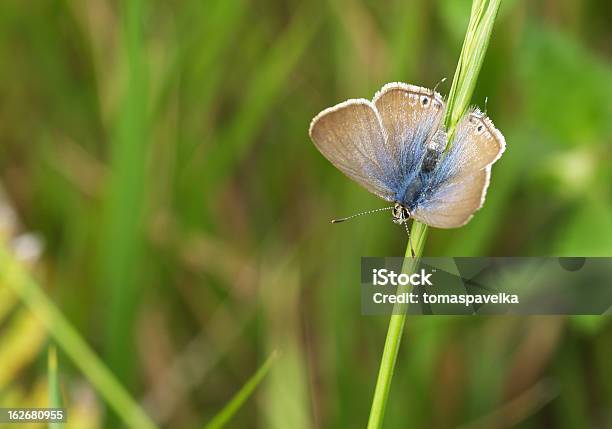 Mariposa Azul De Cola Larga Foto de stock y más banco de imágenes de Milpiés - Milpiés, Nueva Zelanda, Ala de animal