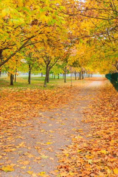 Alley with yellow maple trees in a city park at autumn stock photo