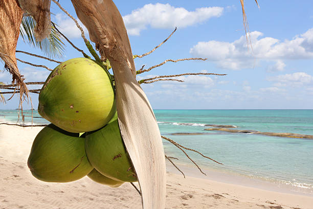 Green coconuts hanging on a palm tree stock photo