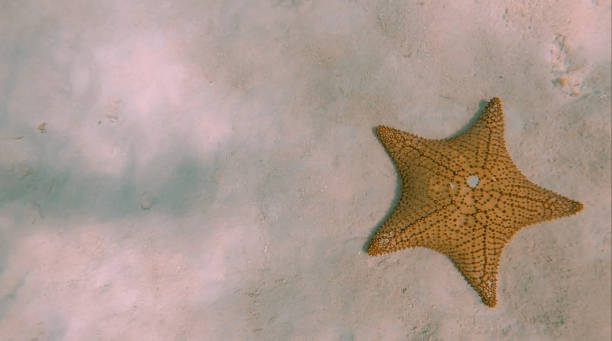 istock Cozumel - Starfish off-center 1626812072