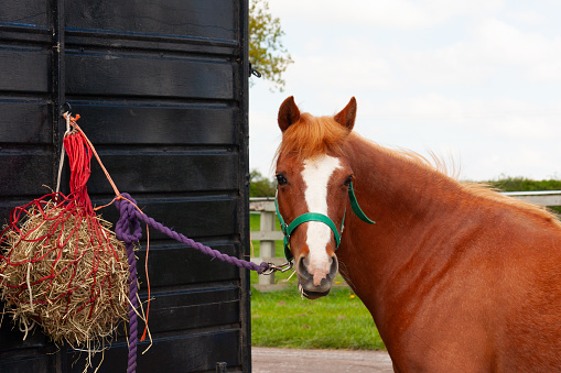 Close up shot of chestnut pony horse standing tied by horse trailer with hay net while it waits to be tacked up ready for competition.
