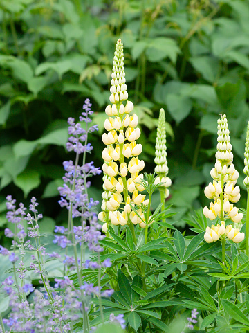 Lovely lupine growing in country garden the tall pale yellow  lupin flower heads a beautiful addition to any garden.