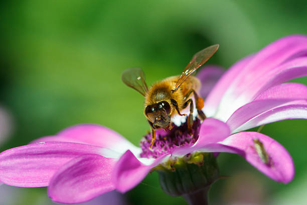 ape sul fiore - insect fly animal eye single flower foto e immagini stock